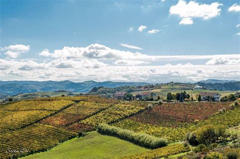 Vigneti del Monferrato al tramonto
