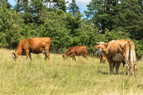 Bovini al pascolo in un campo verde