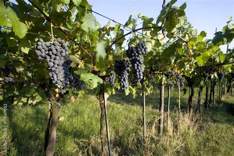 Filari di vite in un paesaggio rurale