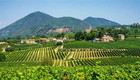Paesaggio rurale veneto con vigneti