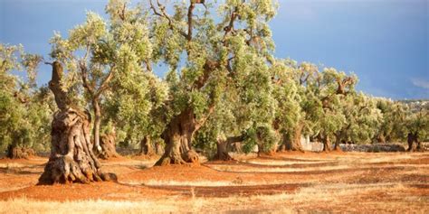 Paesaggio pugliese con ulivi e vigneti