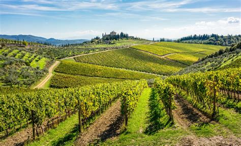 Vigneti del Chianti Classico con colline ondulate e cipressi