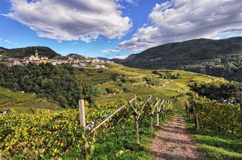 Vigneti di montagna del Trentino