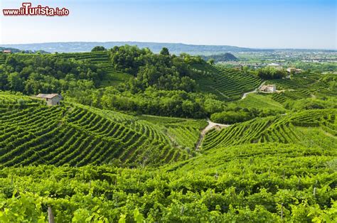 Vigneti terrazzati nella regione del Veneto