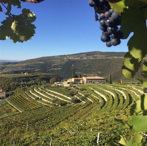 Vigneti della Valpolicella con Tenuta Santa Maria Valverde in lontananza