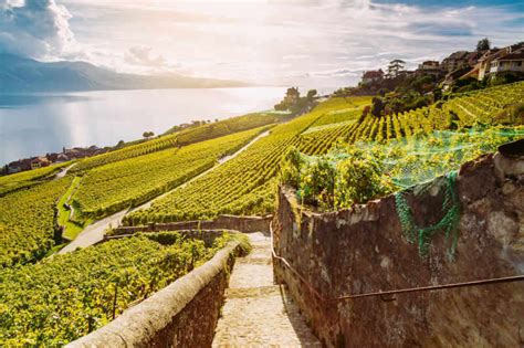 Vigneti terrazzati sul Lago di Garda