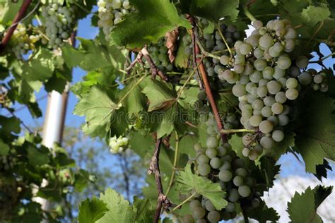 Una vigna con uve mature