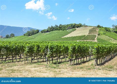 Vigneti di Pinot Grigio in una soleggiata collina