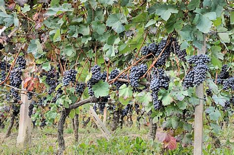 Vigneto con grappoli d'uva nera