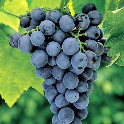 Grappolo di Moscato d'Amburgo