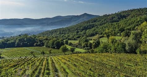 Campo vitato terrazzato in Valtellina