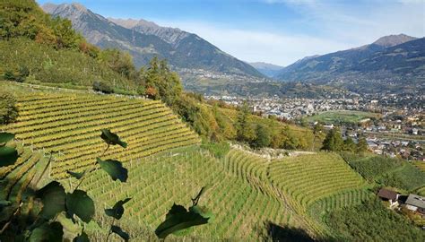 Vigneti terrazzati in Alto Adige