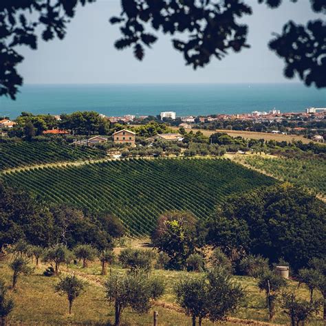 Paesaggio dei vigneti della Tenuta Le Farnete