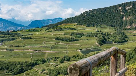 Vigneti terrazzati del Trentino