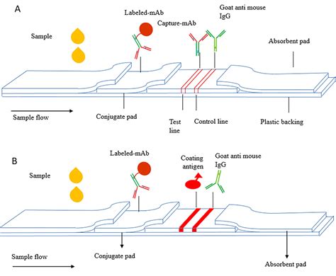 Schema del principio immunocromatografico