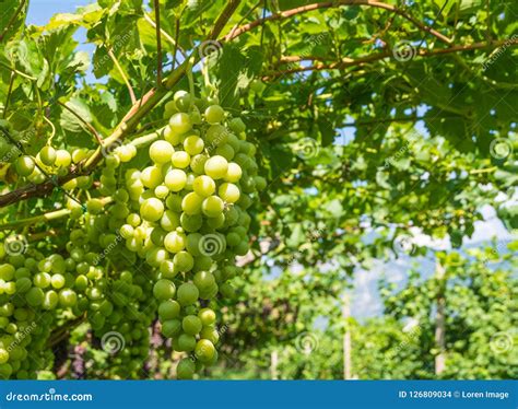 Grappolo di uva Chardonnay in vigna