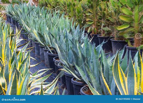 Pianta di agave blu