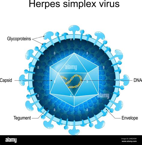Struttura del virus Herpes Simplex