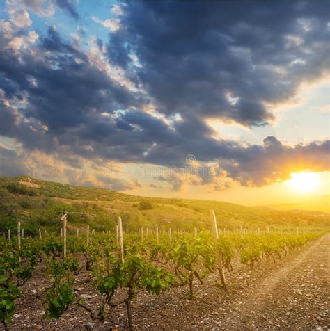 Vigneti su una collina al tramonto