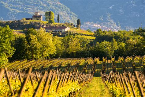 Vigneti a terrazze in Franciacorta