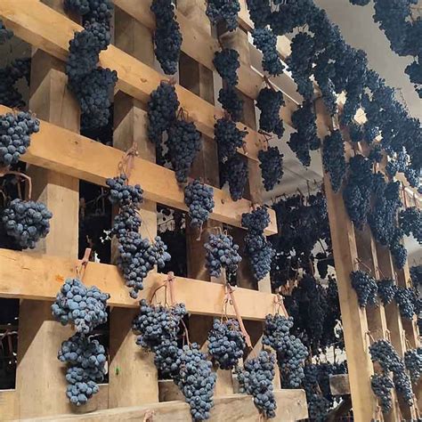 Grappoli d'uva in appassimento