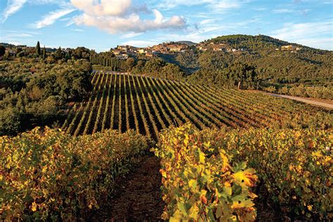 Vigneto in Val di Cornia