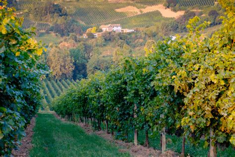 Vigneti di Glera, il vitigno principale del Prosecco