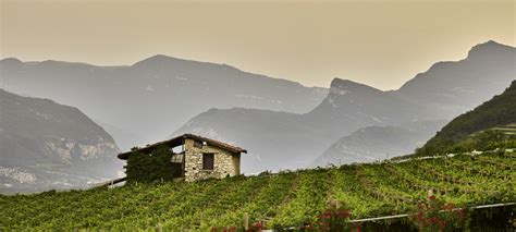 Panorama della Vallagarina con vigneti