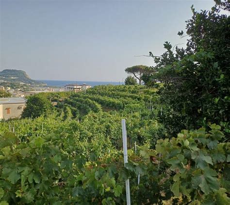 Vigneto terrazzato con vista panoramica