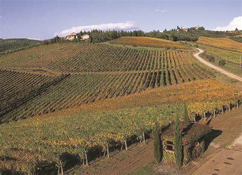 Vigneti del Lazio