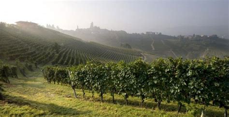 Vigneto di Nebbiolo nelle Langhe