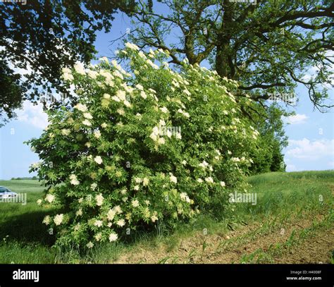 Fiori di sambuco in un campo