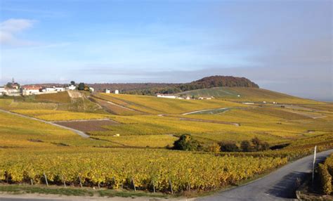 Vigneti di Chardonnay nella Côte des Blancs
