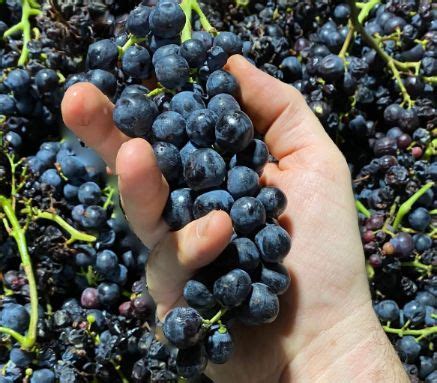 Grappoli di Moscato Rosa appassiti