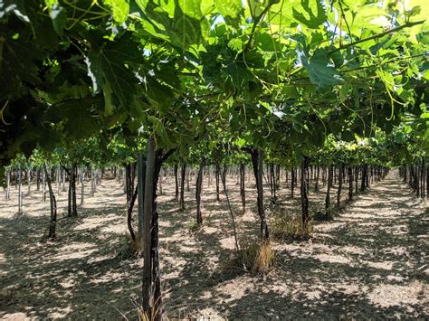 Vigneto di Pecorino in Abruzzo