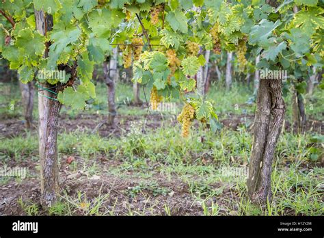 Grappoli di Primitivo maturi su un vigneto