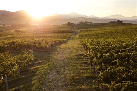 Vigneto di Verdicchio