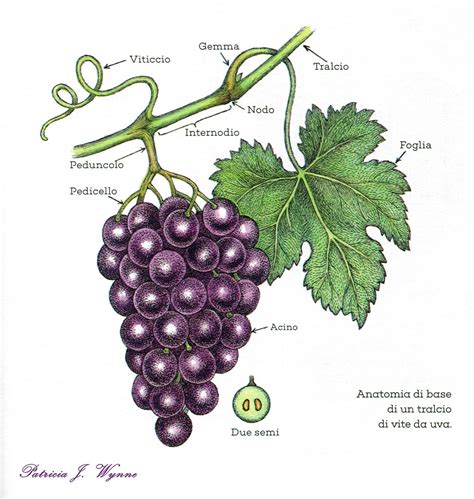 Grappoli d'uva Fiano maturi su tralcio