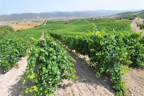 Vigneti di Châteauneuf-du-Pape