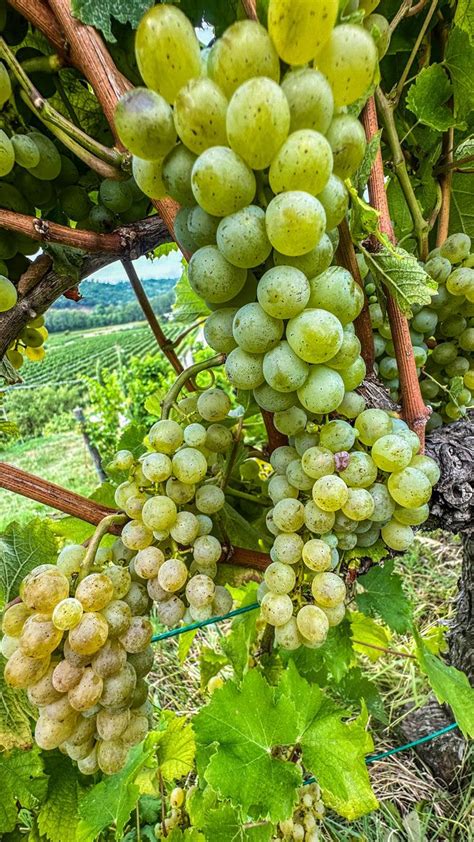 Grappoli di Sauvignon Blanc maturi