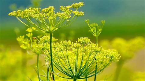 Fiori di finocchietto selvatico in un prato