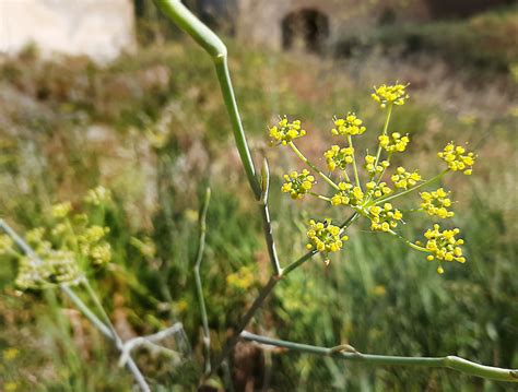 Boccia di vetro con finocchietto selvatico in macerazione nell'alcol