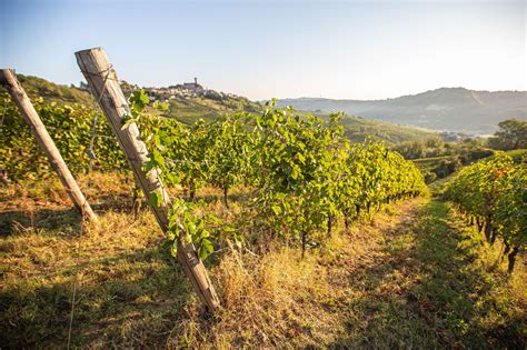 Colline dell'Oltrepò Pavese con vigneti