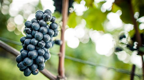 Grappolo di Pinot Nero maturo su vigneto