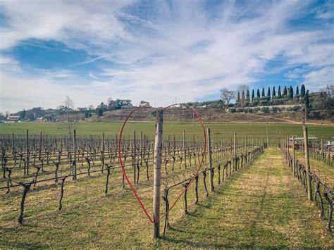Vigneti sulle rive del Lago di Garda