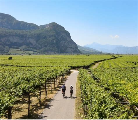 Paesaggio della Piana Rotaliana con vigneti