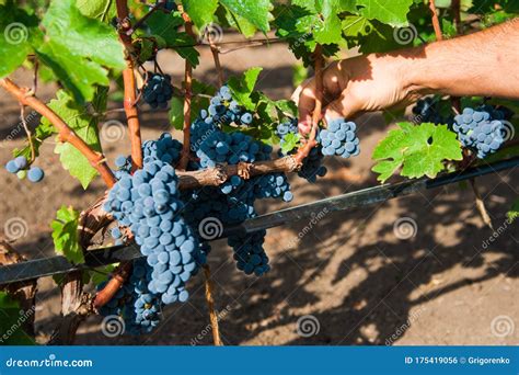 Mani che raccolgono uva in un vigneto