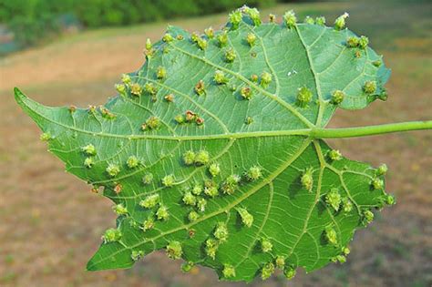 Insetto della fillossera della vite