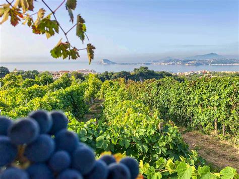 Vigneti terrazzati sui Campi Flegrei