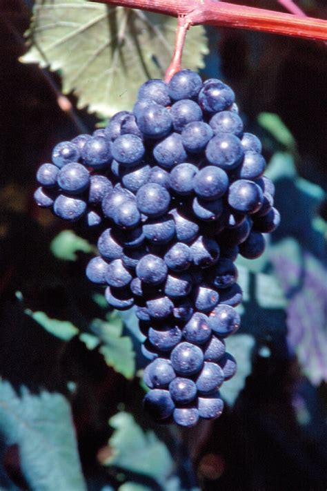 Grappolo di Refosco dal Peduncolo Rosso